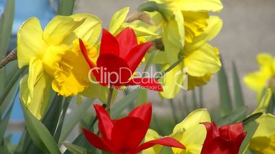 Gelbe Narzissen und rote Tulpen