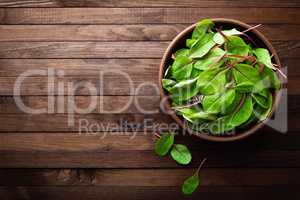 Fresh mangold leaves, swiss chard or leaf beet