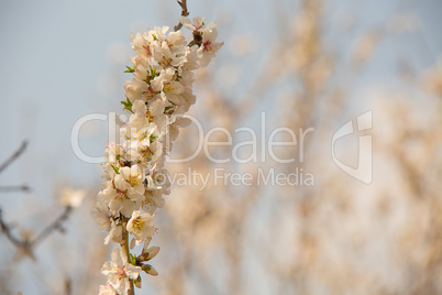 Almond flower trees at spring