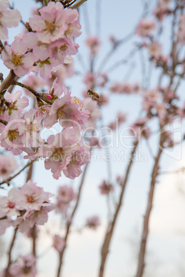 Almond flower trees at spring