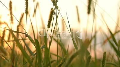Background with Grass Close Up