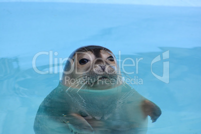 Curious seal looking straith