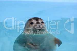 Curious seal looking straith