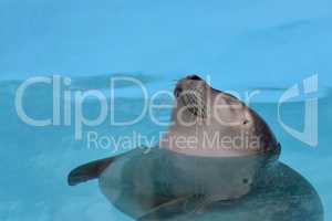 Satisfied, cheerful seal