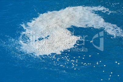 Marine snow on sea surface