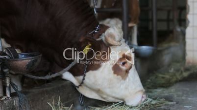 Dairy cows in the stable