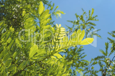 Acacia leaves in bright sunlight