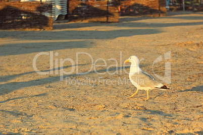 Seagull on a sandy beach at sunset
