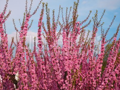 Blossom of pink sakura twigs