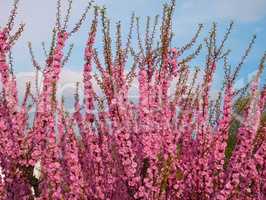 Blossom of pink sakura twigs