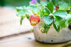 Bouquet of strawberries