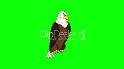 Bald Eagle Sits and Looks Around
