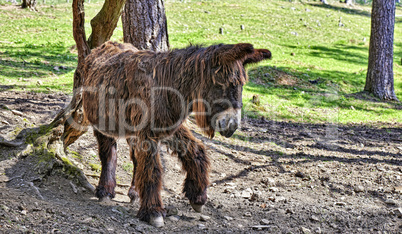Donkey from Poitou standing near a tree
