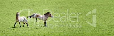 Przewalski Horse in a green grass field