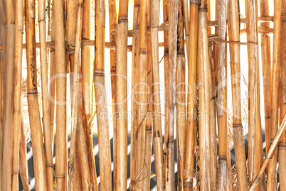 Background of reeds