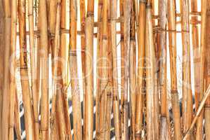 Background of reeds