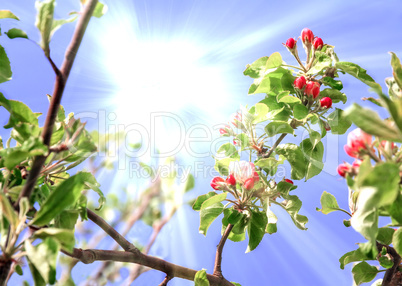Blooming apple tree branch and sun