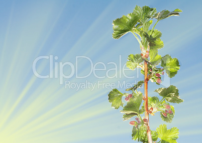 Branch of currant on blue sky background