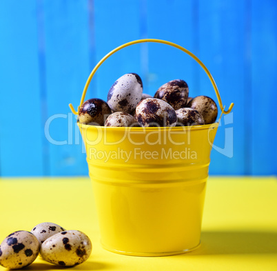 Quail eggs in a yellow metal bucket