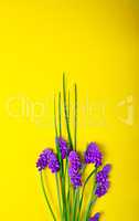 Spring flowers on a yellow surface, a flower of a muscari or a m