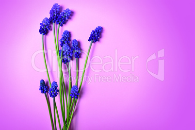 muscari flower or a mouse hyacinth, empty space on the right