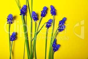 Yellow background with blue flowers