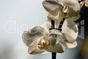 durchleuchtete blüte einer weißen Orchidee