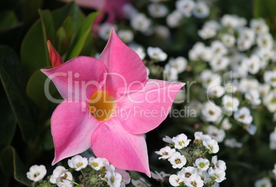 Blüte einer pinken Dipladenia