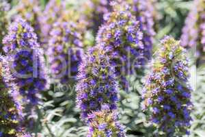 Pride Of Madeira - Echium candicans.