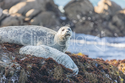 Spotted Adult Male Harbor Seal (Phoca vitulina) Watching over his sleeping baby.