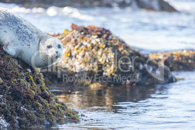 Spotted Adult Male Harbor Seal (Phoca vitulina) hanging on a rock.