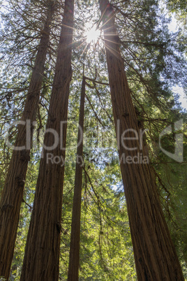 Sunlight Through Redwoods.