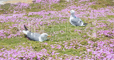 Western Gulls (Larus californicus) Perching on Ice Plant.