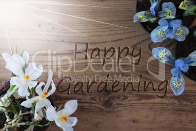 Sunny Crocus And Hyacinth, Text Happy Gardening