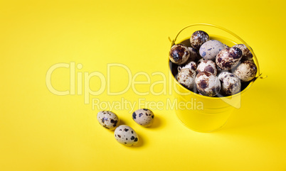 Quail eggs in a yellow iron bucket on a yellow background