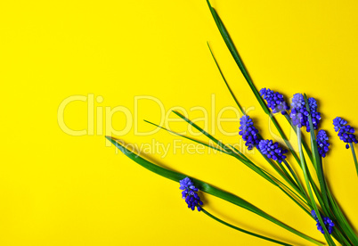 Yellow background with blue flowers, mouse hyacinth