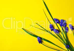 Yellow background with blue flowers, mouse hyacinth