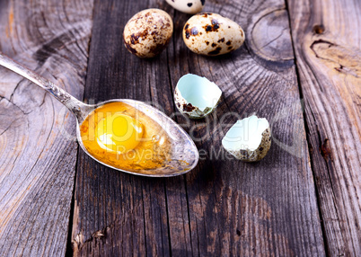 Egg quail with yolk in an iron spoon on a gray wooden surface
