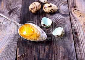 Egg quail with yolk in an iron spoon on a gray wooden surface