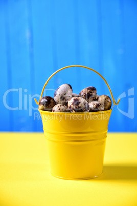 Full bucket of fresh quail eggs in the shell on a yellow surface