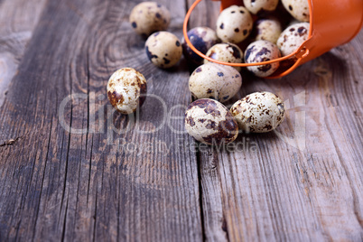 Scattered from a bucket quail eggs on a gray wooden surface