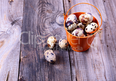 Fresh quail eggs in a bucket on a gray wooden surface