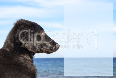 Dog At Ocean, Copy Space For Advertisement.