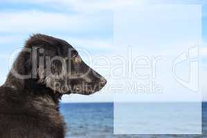 Dog At Ocean, Copy Space For Advertisement.