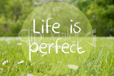 Gras Meadow, Daisy Flowers, Quote Life Is Perfect