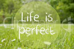 Gras Meadow, Daisy Flowers, Quote Life Is Perfect