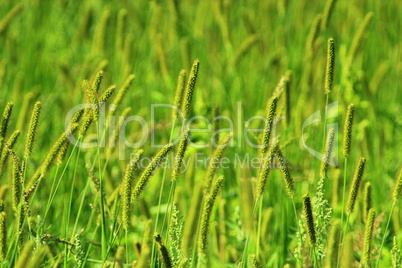 thicket of high green grass on the meadow