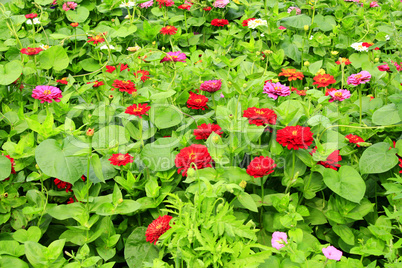 multicolored flowers of zinnia