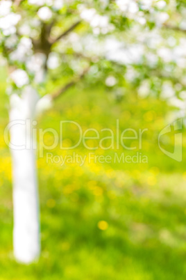 Beautiful defocused landscape with tree and lawn with flowers, blossoming orchard or garden
