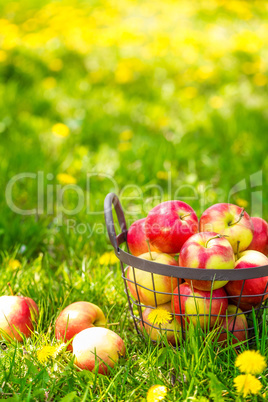 Red healthy organic apples in basket on green  grass in garden, harvest